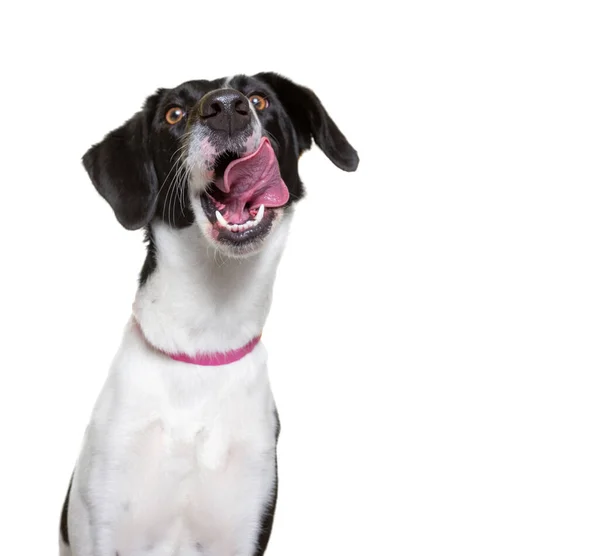 Roztomilý Pes Studio Shot Izolovaném Bílém Pozadí — Stock fotografie