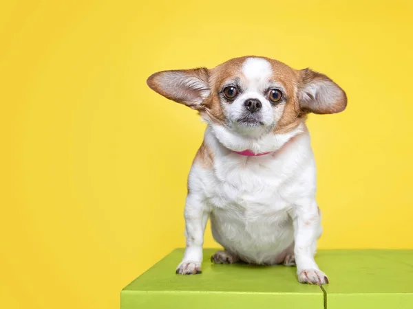 Estúdio Bonito Tiro Cão Fundo Isolado — Fotografia de Stock