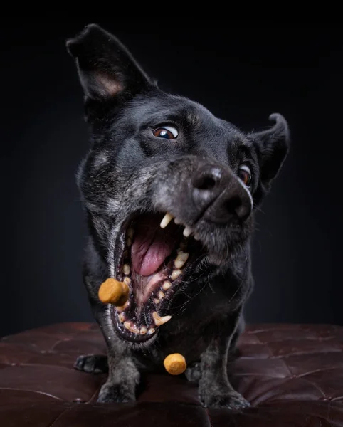 Cute Terrier Mix Fundo Preto Isolado Estúdio — Fotografia de Stock