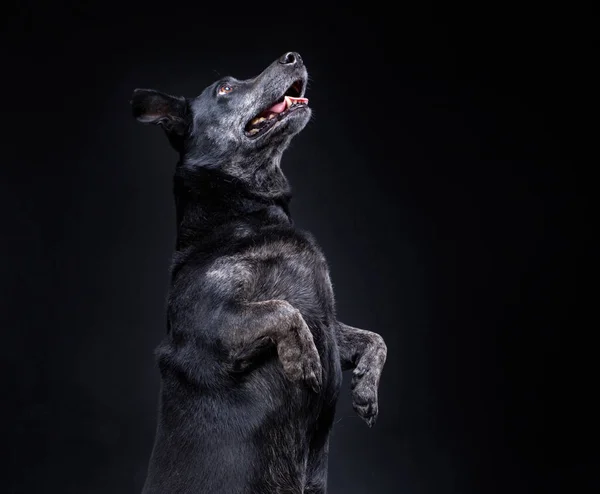 Söt Terrier Lab Mix Isolerad Svart Bakgrund Studio — Stockfoto