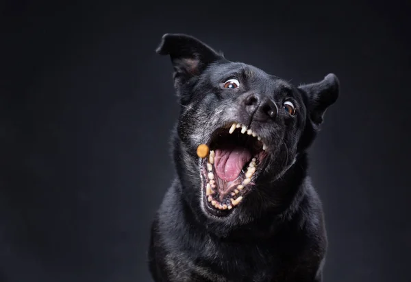 Niedlicher Terrier Mischling Auf Isoliertem Schwarzem Hintergrund Einem Studio — Stockfoto