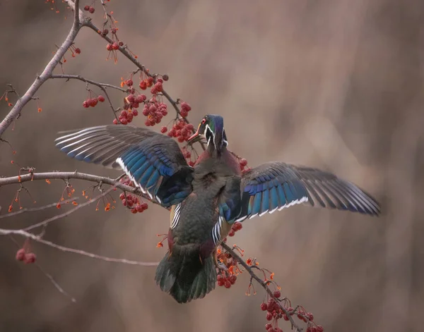 Pato Madera Volando Para Comer Manzanas Cangrejo Árbol Bayas — Foto de Stock