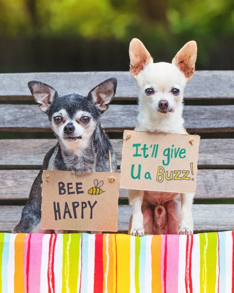 Schattig Chihuahuas Zitten Een Bank Met Borden Bij Blij Zal — Stockfoto