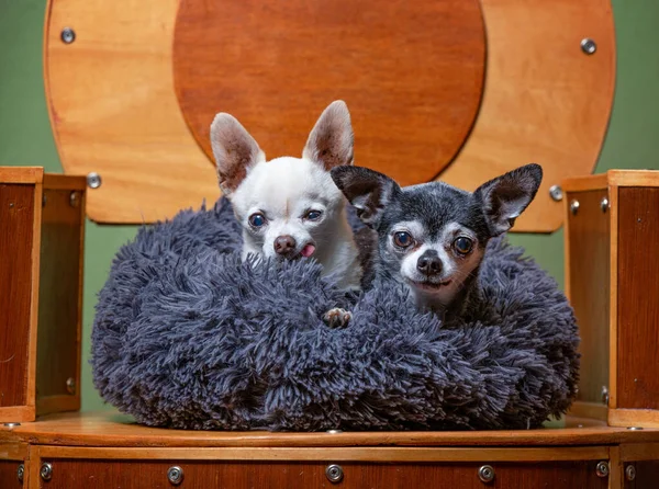 Chihuahuas Bonito Uma Cadeira Artesanal Com Uma Pequena Cama Sobre — Fotografia de Stock