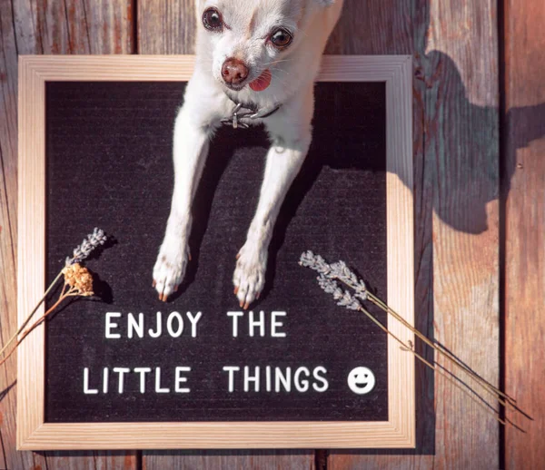 Lindo Chihuahua Con Cartel Que Lee Disfrutar Las Pequeñas Cosas —  Fotos de Stock