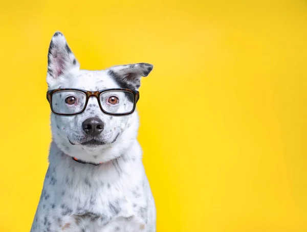 Zole Edilmiş Bir Arka Planda Kostümlü Bir Barınak Köpeğinin Şirin — Stok fotoğraf