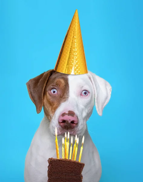 cute studio photo of a shelter dog in a costume on a isolated background