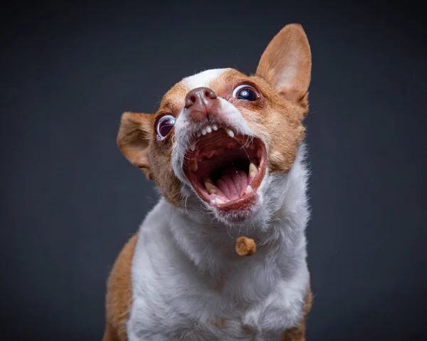 Niedlicher Chihuahua Der Sich Studio Einen Leckerbissen Holt — Stockfoto