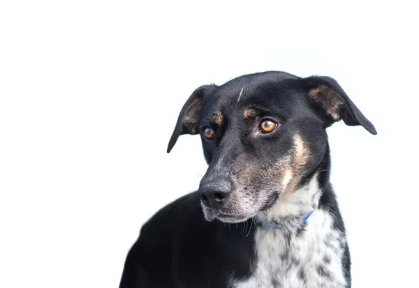 Bonito Abrigo Cão Retrato Branco Isolado Fundo — Fotografia de Stock