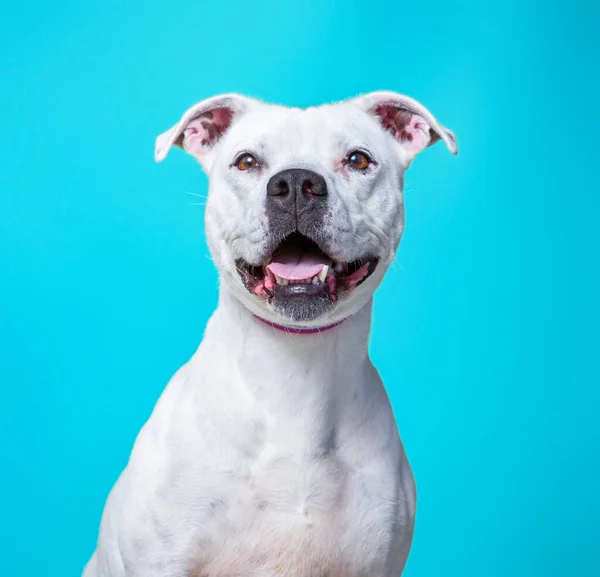 Zole Edilmiş Bir Arka Planda Şirin Bir Barınak Köpeği Portresi — Stok fotoğraf