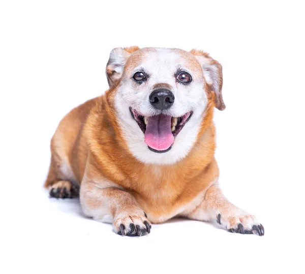 Beyaz Izole Edilmiş Arka Planda Şirin Bir Barınak Köpeği Portresi — Stok fotoğraf