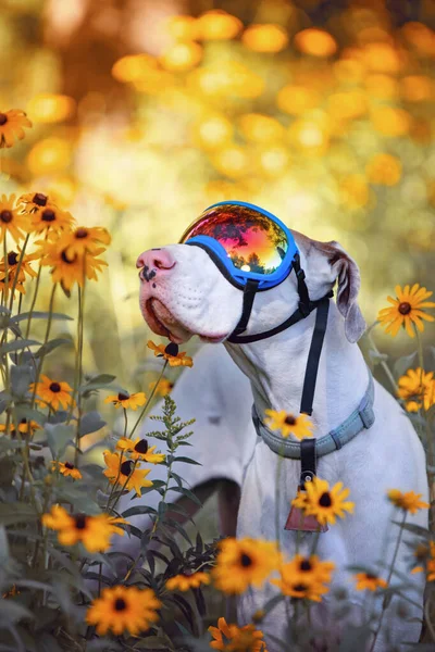 Retrato Bonito Cão Fundo Livre — Fotografia de Stock