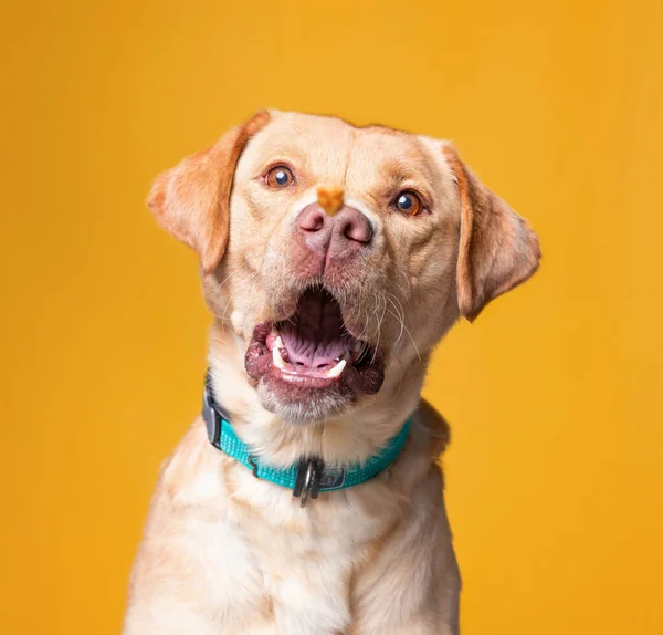 Plano Estudio Perro Sobre Fondo Aislado —  Fotos de Stock