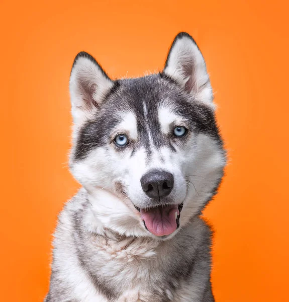 Studio Shot Dog Isolated Background — Stock Photo, Image