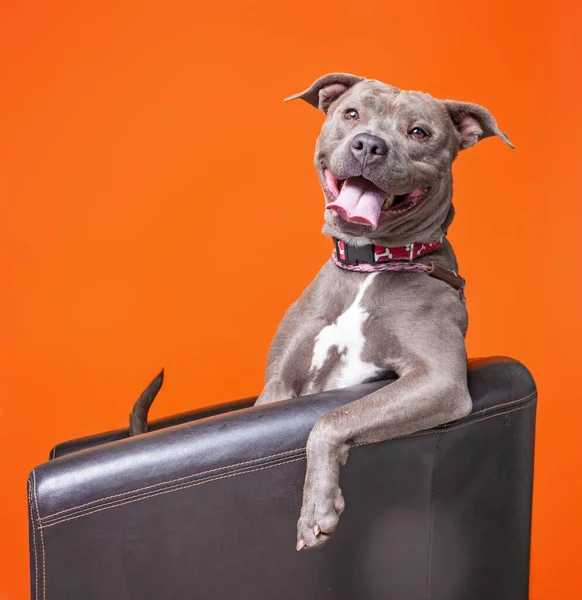 Studio Skott Hund Isolerad Bakgrund — Stockfoto