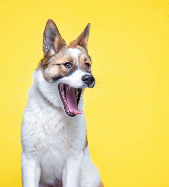 İzole edilmiş bir arka planda şirin bir köpeğin stüdyo çekimi.