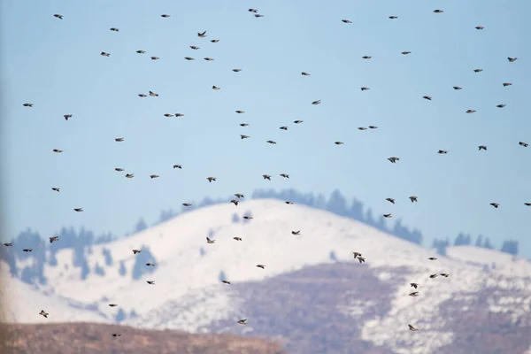 Böhmiska Vaxvingar Flyger Ett Vackert Moln Fyllt Himmel Kall Vinterdag — Stockfoto