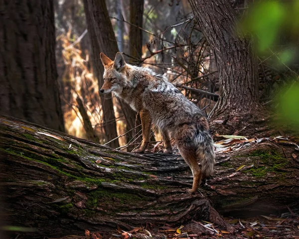 Prachtige Foto Van Een Wilde Coyote Natuur — Stockfoto