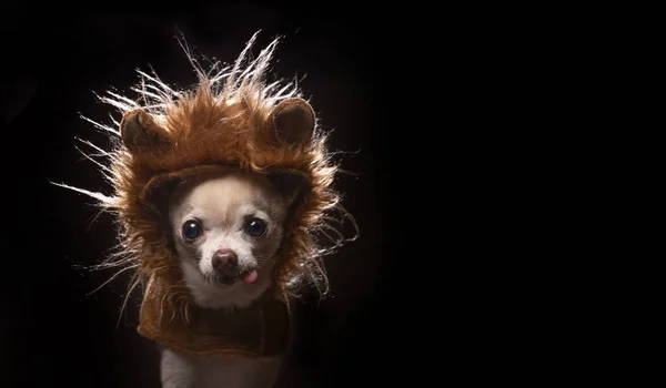 Schattig Chihuahua Een Leeuw Manen Kostuum Geïsoleerd Een Studio Instelling — Stockfoto