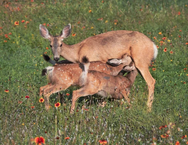 Fawns Sua Mãe Prado Flores Silvestres — Fotografia de Stock