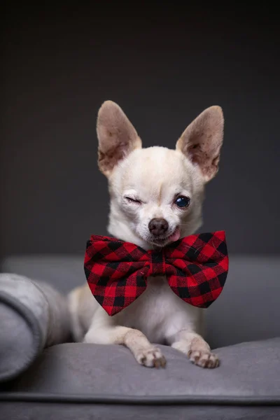 Studio Shot Van Een Schattige Hond Een Geïsoleerde Achtergrond — Stockfoto