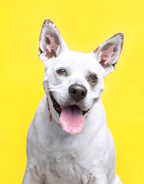 Estudio Disparo Lindo Perro Fondo Aislado — Foto de Stock