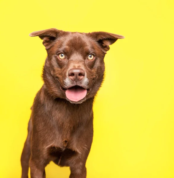 孤立した背景にかわいい犬のスタジオショット — ストック写真