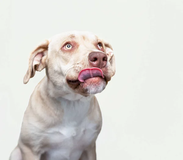 Studioaufnahme Eines Niedlichen Hundes Auf Isoliertem Hintergrund — Stockfoto