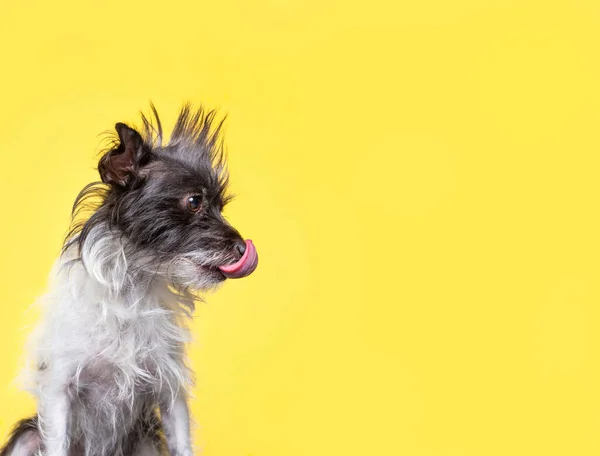 Estudio Disparo Lindo Perro Fondo Aislado —  Fotos de Stock