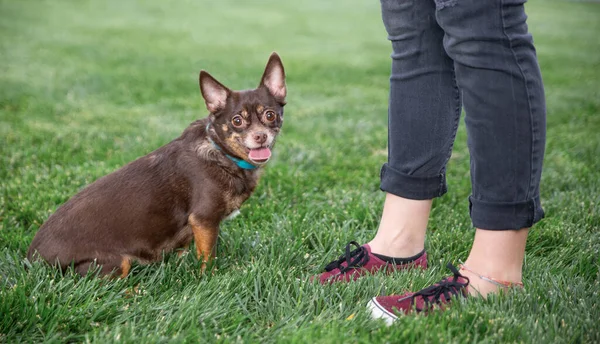 Lindo Chihuahua Sentado Hierba Con Una Chica —  Fotos de Stock