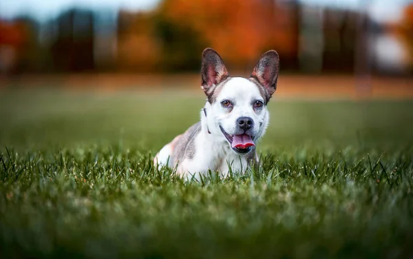 Lindo Perro Aislado Fondo Fuera Parque —  Fotos de Stock