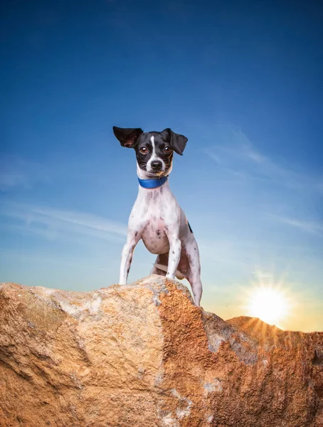 Outdoor Shot Cute Dog Isolated Blue Sky Background — Stock Photo, Image