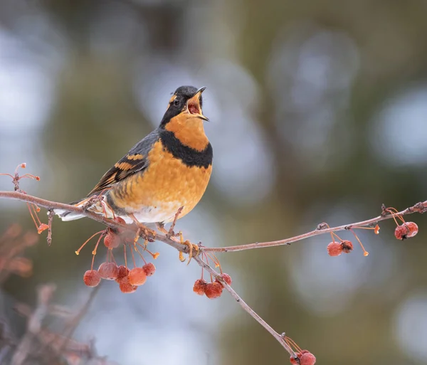 Varied Thrush Eating Berry Crab Apple Tree — Stock Photo, Image