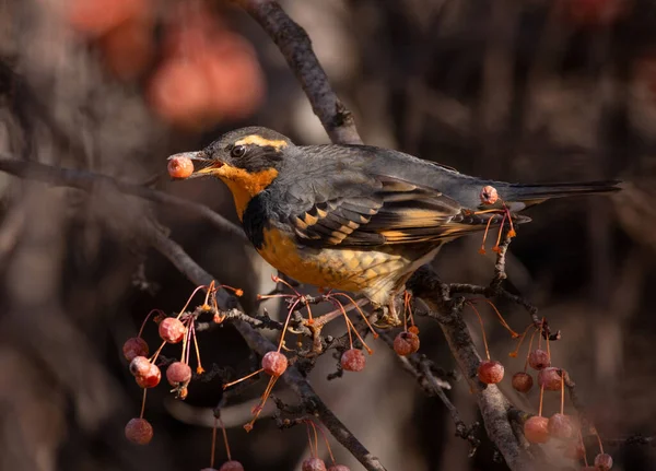 Çeşitli Ardıç Kuşları Elma Ağacından Meyve Yiyorlar — Stok fotoğraf