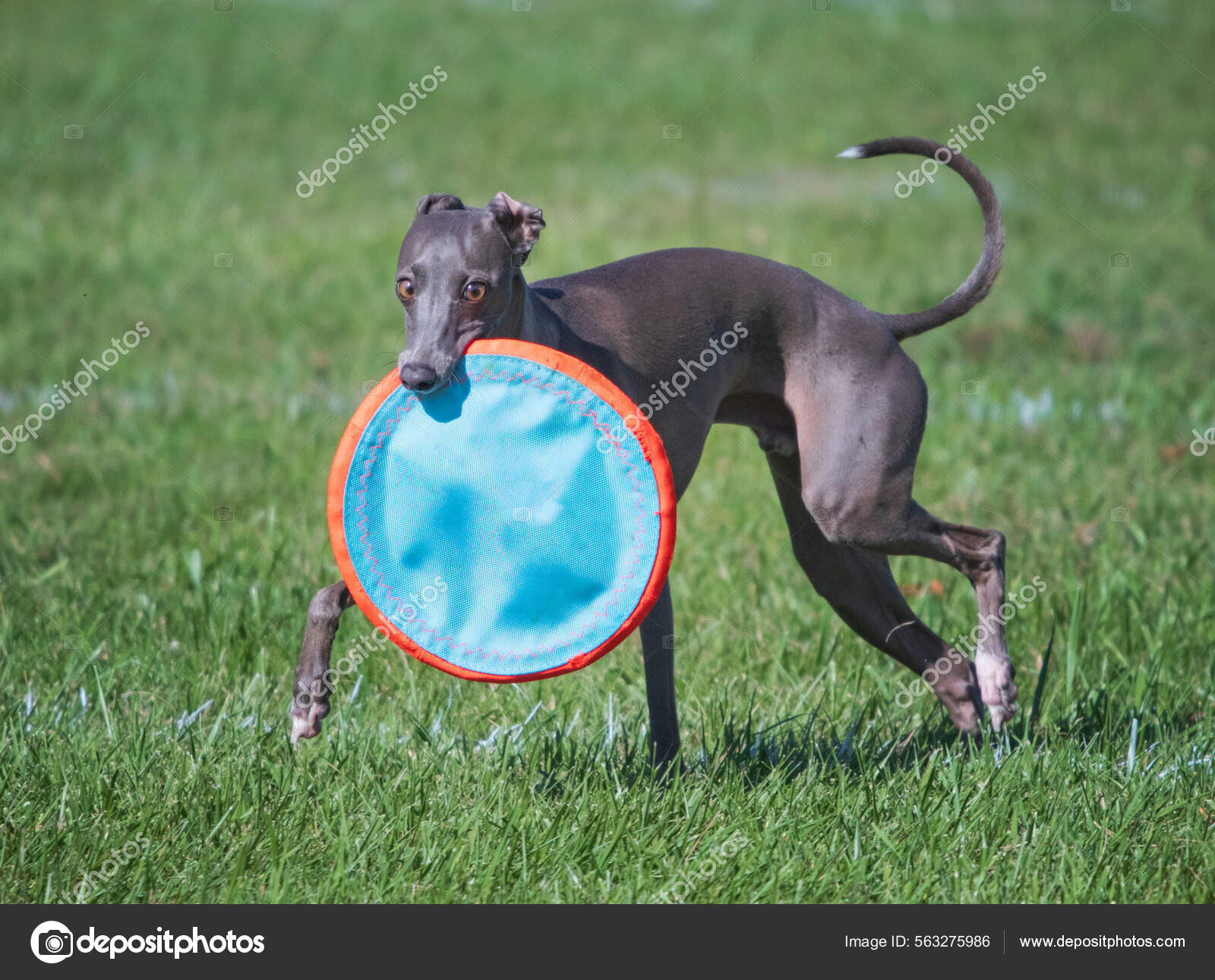 Greyhound frisbee hotsell