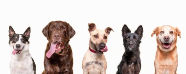İzole edilmiş bir arka planda bir grup köpeğin stüdyo çekimi.