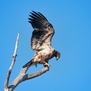 Amerikan Kel Kartalı doğada