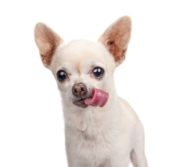 İzole edilmiş bir arka planda şirin bir köpeğin stüdyo çekimi. 