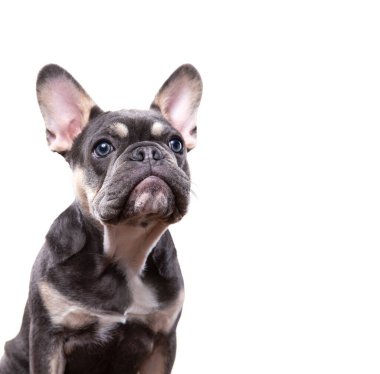 İzole edilmiş bir arka planda şirin bir köpeğin stüdyo çekimi. 