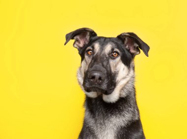 İzole edilmiş bir arka planda şirin bir köpeğin stüdyo çekimi.