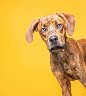 İzole edilmiş bir arka planda şirin bir köpeğin stüdyo çekimi.