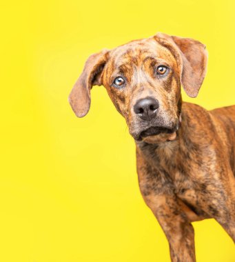 İzole edilmiş bir arka planda şirin bir köpeğin stüdyo çekimi.