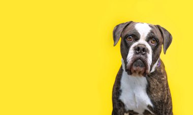İzole edilmiş bir arka planda şirin bir köpeğin stüdyo çekimi.