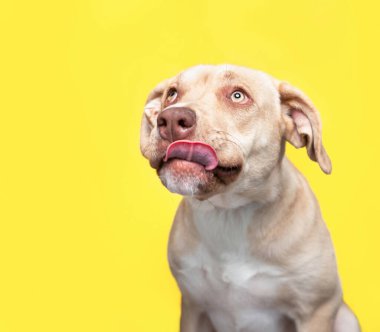 İzole edilmiş bir arka planda şirin bir köpeğin stüdyo çekimi.