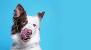 İzole edilmiş arka planda bir barınak köpeğinin stüdyo çekimi.