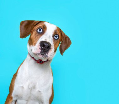 İzole edilmiş bir arka planda şirin bir köpeğin stüdyo çekimi. 
