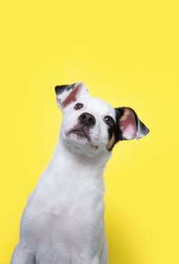 İzole edilmiş bir arka planda şirin bir köpeğin stüdyo çekimi. 