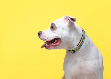 İzole edilmiş bir arka planda şirin bir köpeğin stüdyo çekimi. 