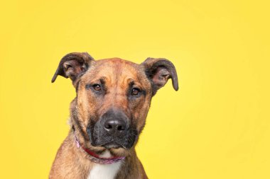 İzole edilmiş bir arka planda şirin bir köpeğin stüdyo çekimi. 