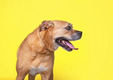İzole edilmiş bir arka planda şirin bir köpeğin stüdyo çekimi. 